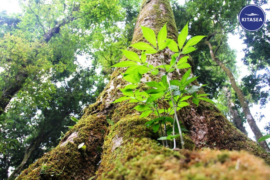 khu bảo tồn thiên nhiên Ngọc Linh